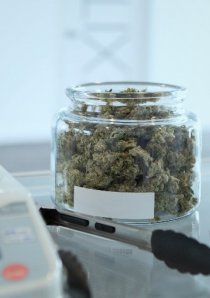 a jar filled with cannabis beside a digital scale