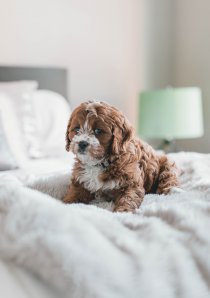 small dog with brown and white fur sitting on white bedspread in an apartment