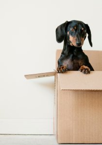 a mini Dachshund inside a cardboard moving box