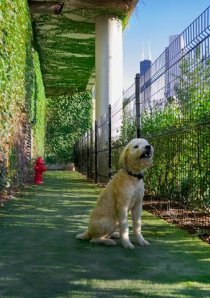 a dog sitting on outdoor dog run in River North apartment building