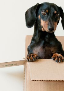 a mini Dachshund dog in a cardboard moving box