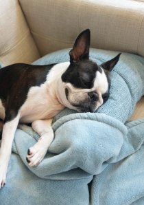 a Boston Terrier lying on a beige sofa with a light blue blanket in a Chicago apartment