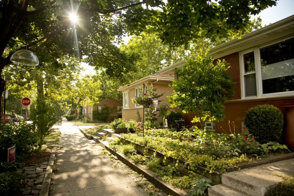 lush trees with sunlight coming through leaves on sidewalk in front of homes with landscaped front yards in Mayfair Chicago